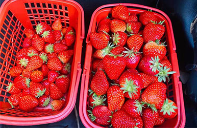 Enjoy strawberry in spring